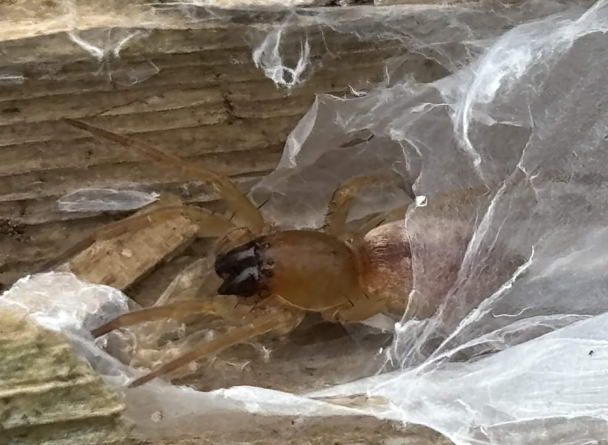 Reefpaths (@reefpaths) on Twitter photo Beautiful ๐ท๏ธ with pinkish, velvety abdomen, olive coloured head & legs observed in silken cell neath driftwood, dunes at Druridge Bay today ๐ Limited with only one photo but thinking Drassodes sp? <a href="/Tone_Killick/">TurnFear2Fascination ๐ฌ๐ง ๐ด๓ ง๓ ข๓ ฅ๓ ฎ๓ ง๓ ฟ๐ท๏ธ</a> Beautiful ๐ท๏ธ with pinkish, velvety abdomen, olive coloured head & legs observed in silken cell neath driftwood, dunes at Druridge Bay today ๐ Limited with only one photo but thinking Drassodes sp? <a href="/Tone_Killick/">TurnFear2Fascination ๐ฌ๐ง ๐ด๓ ง๓ ข๓ ฅ๓ ฎ๓ ง๓ ฟ๐ท๏ธ</a>