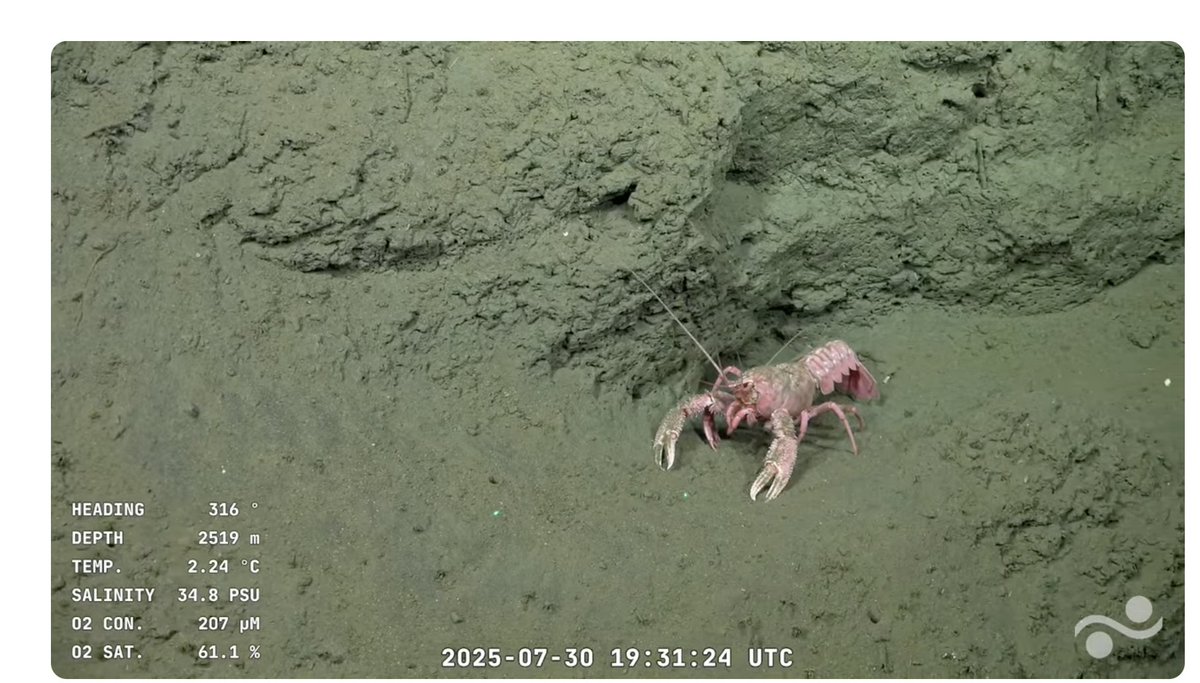 Lance 22.1 Mar Del Plata Canyon | SOI Divestream 817
Schmidt Ocean en vivo! Muy <a href="/mteUBA/">mteUBA</a> todo!
<a href="/piscitelli/">Alejandro Piscitelli</a> <a href="/marianamaggio/">Mariana Maggio</a> <a href="/cscolari/">Carlos A. Scolari</a> <a href="/edmundogs/">edmundogs💚</a> 
youtube.com/watch?v=xg9NLX…