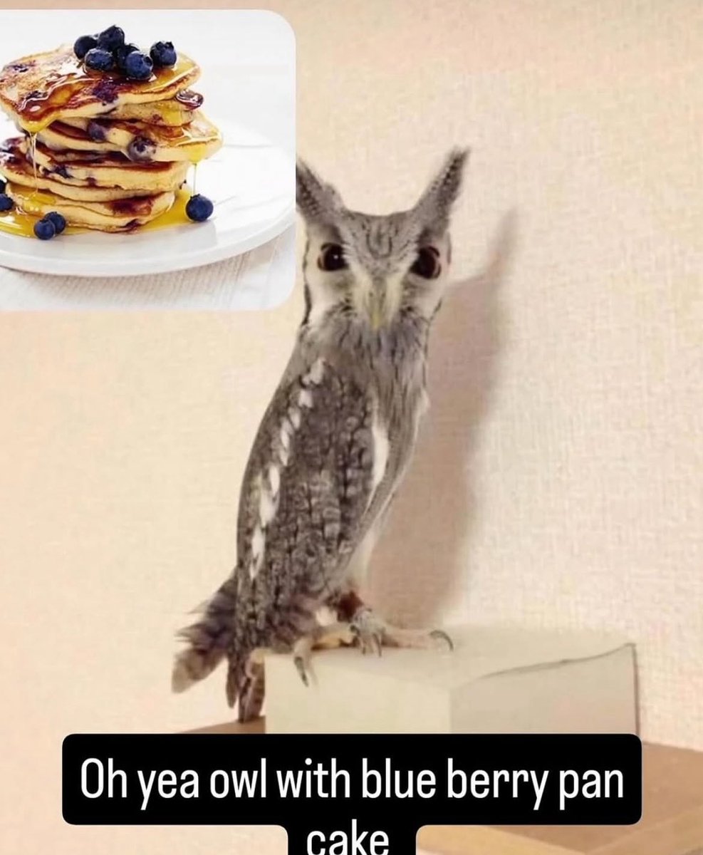 bluebrry (@bluebrryowlet) on Twitter photo 