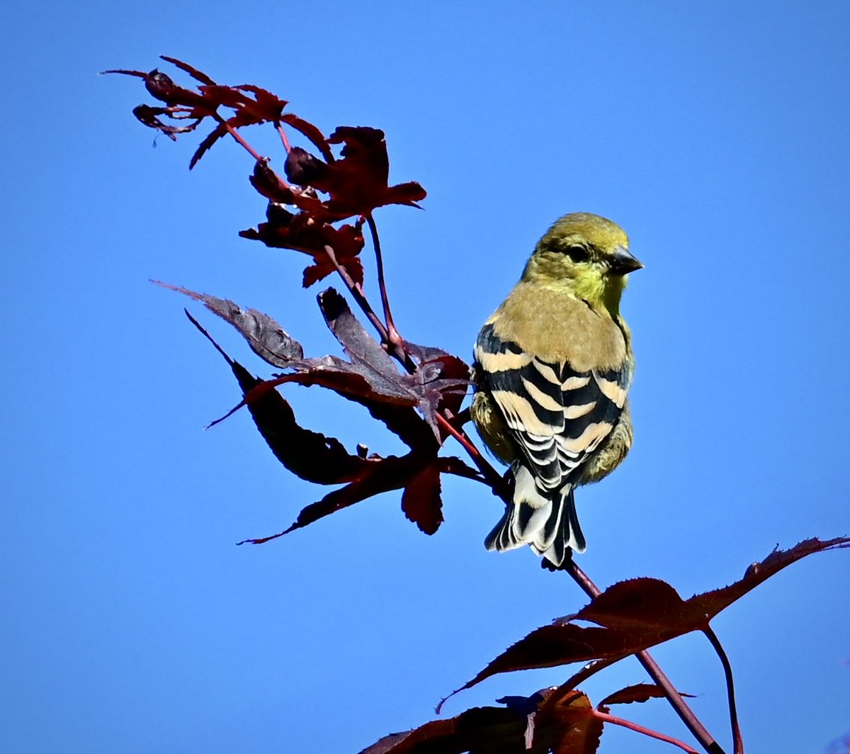 American Goldfinch in the backyard Maple tree. #birdphotography #naturephotography