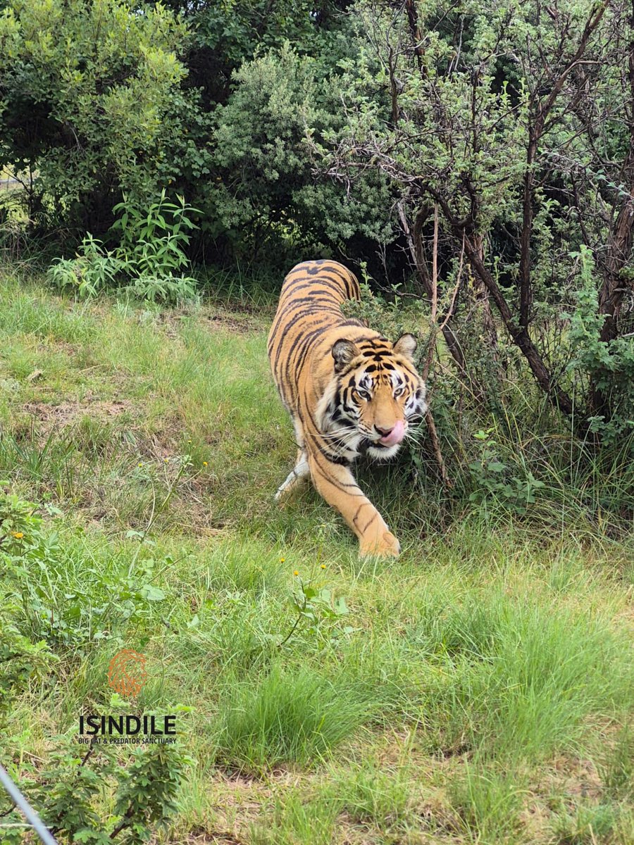 Yesterday on #InternationalTigerDay, we celebrated Yehudah—once Baboo—the 4‑month‑old tiger rescued in Islamabad. Our team, with IWMB, Sana Raja, Second Chance Wildlife &amp; Old Chapel Vet, helped save and relocate him to Isindile Sanctuary. #wewildafrica