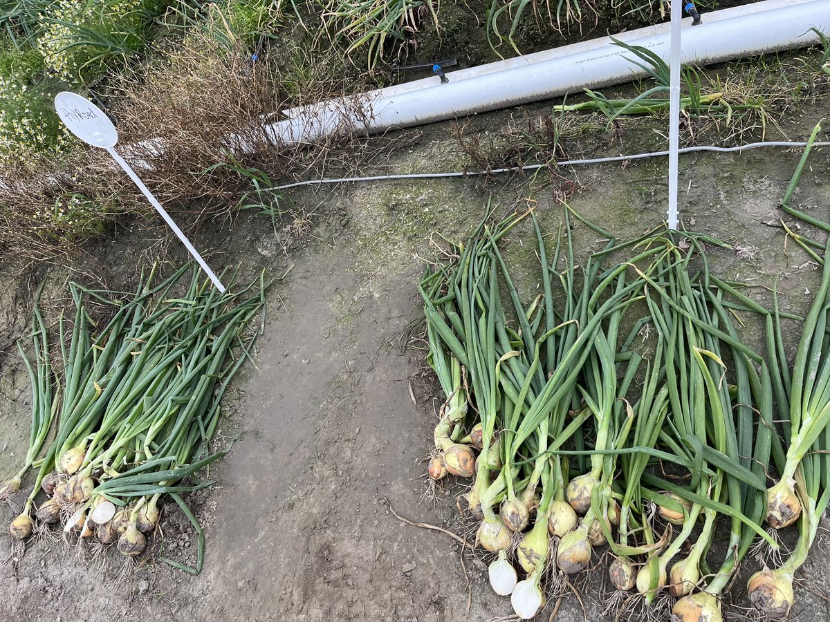 KorBerghuis's tweet photo. Even de uienkennis wat bijgespijkerd tijdens een uien- en fertigatiedemo.
@DeGrootenSlot @PPA_GROUP 
Tuma Ulrum
Van Iperen
Kramer https://t.co/TnxMJh2CA9