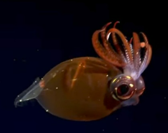 Enamorada del bicho este que filmó el Conicet en nuestro fondo del mar.