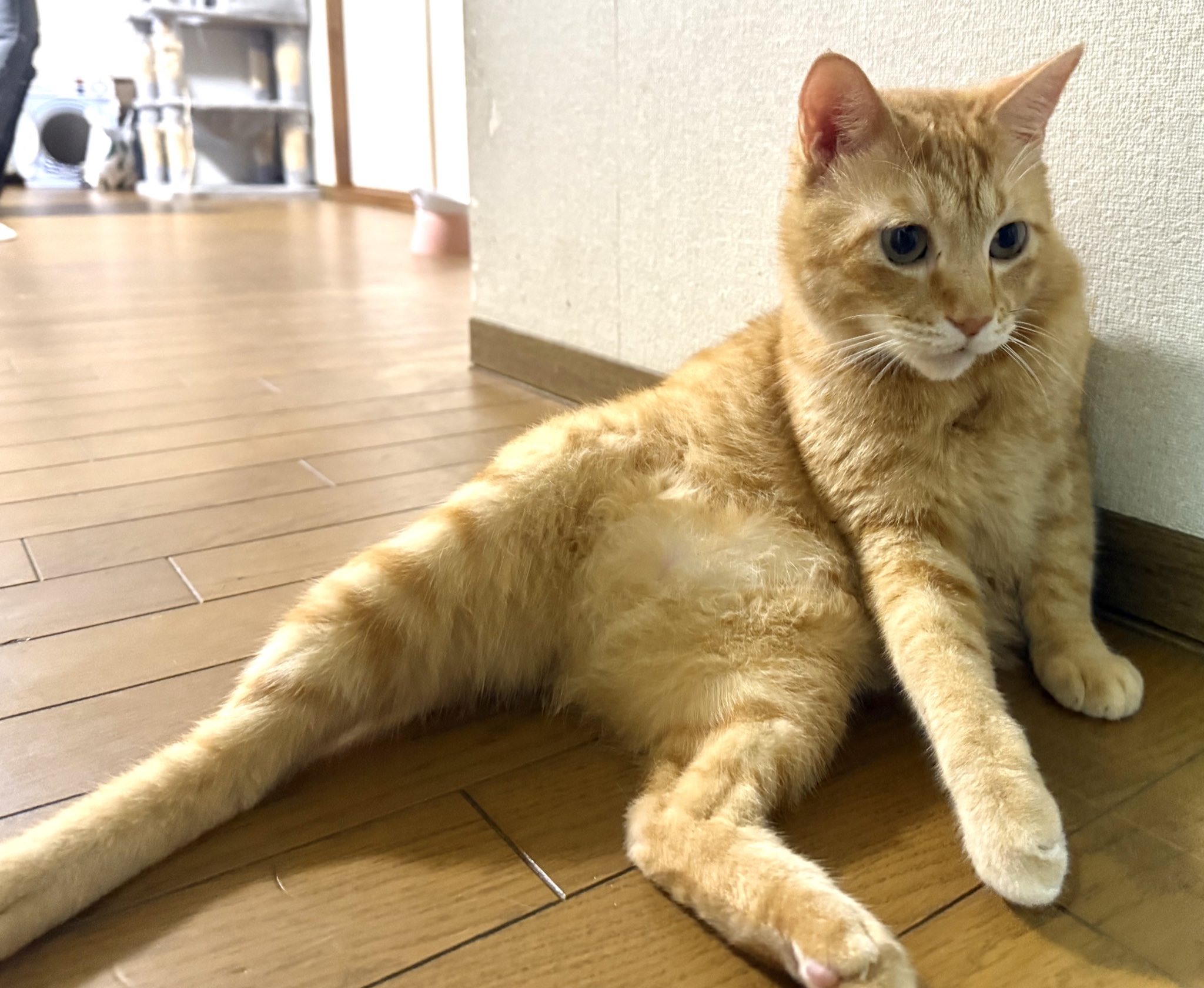 ビール猫🍺 on X: 