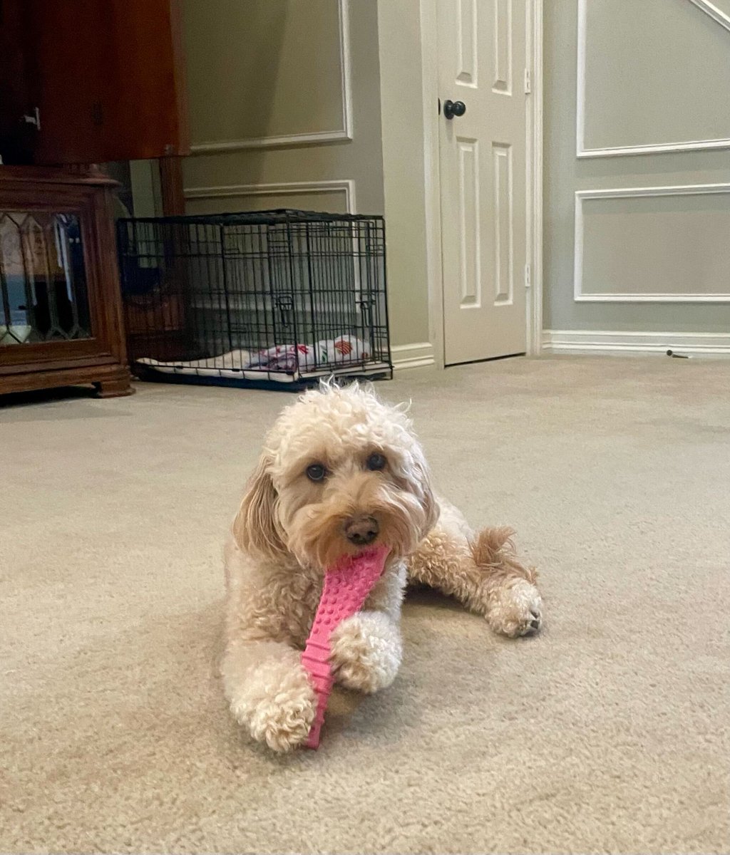 NBCF (@nbcf) on Twitter photo Happy 70th birthday to our friends at <a href="/nylabone/">Nylabone Products</a>! Did you know Nylabone has been an NBCF partner since 2019? They have donated over $60,000 to support women and families impacted by breast cancer through their year-round campaign. Nylabone donates $1 for every Power Chew Breast Happy 70th birthday to our friends at <a href="/nylabone/">Nylabone Products</a>! Did you know Nylabone has been an NBCF partner since 2019? They have donated over $60,000 to support women and families impacted by breast cancer through their year-round campaign. Nylabone donates $1 for every Power Chew Breast