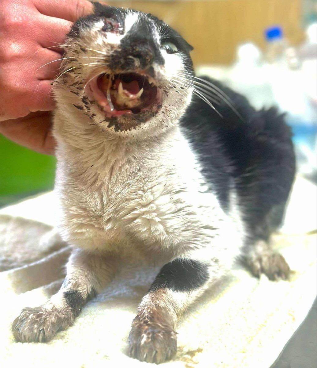 We rescue cats too, and this sweet girl is now at the vet. She has been named Caisa. Never to be alone again in this cruel world. Thank you for your support as we continue to save lives.