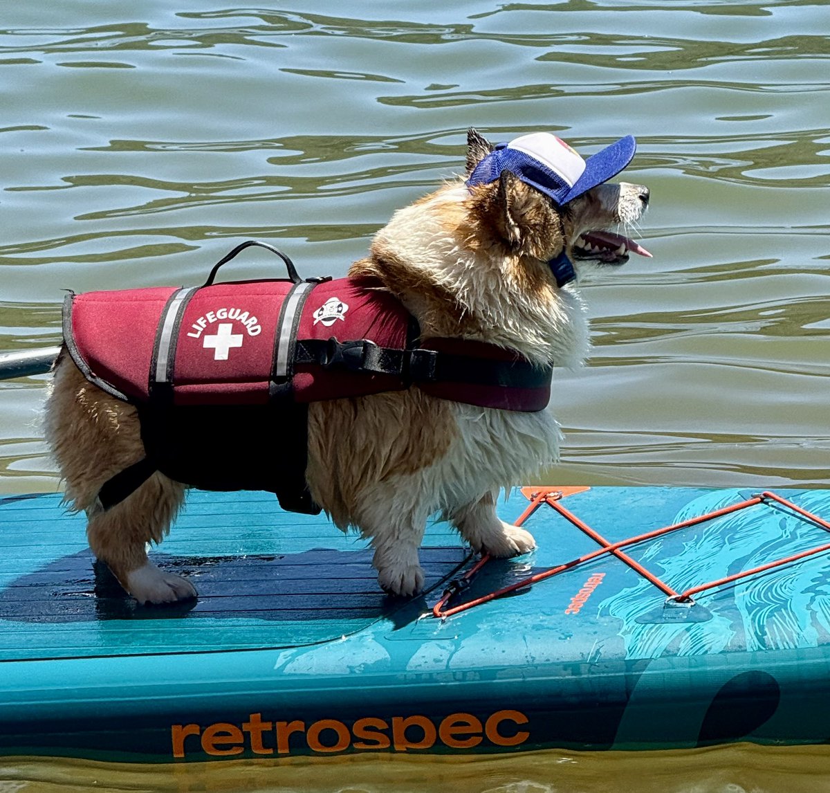 WinstonCorgiDog's tweet image. Winston’s Bass Lake Adventure 📸☀️🐶🏄‍♂️💕 #nature #paddleboarding #corgi #fun #happy #cute #fluffy #dog #original #photos