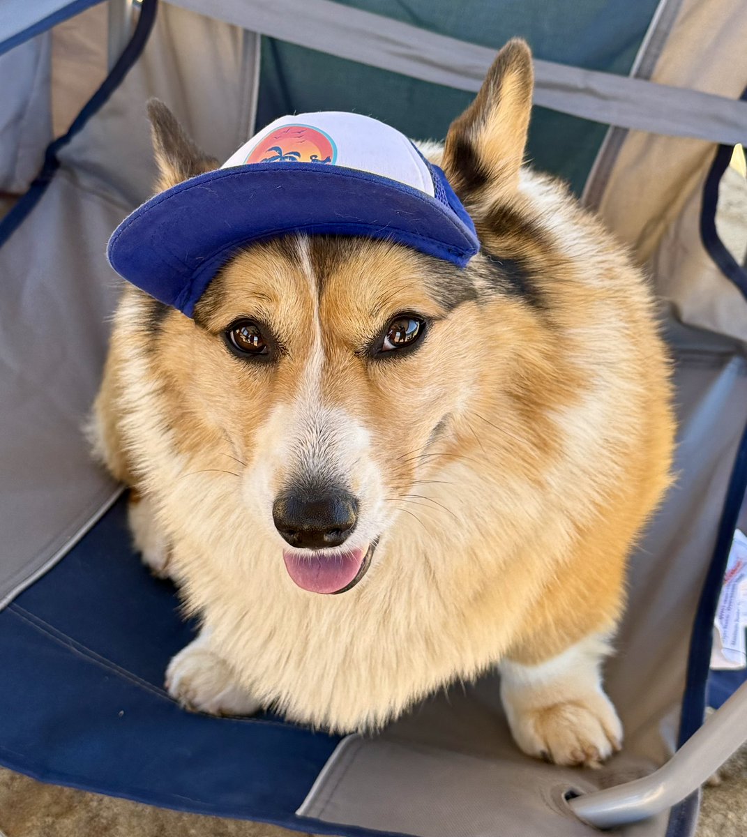 WinstonCorgiDog's tweet image. Winston’s Bass Lake Adventure 📸☀️🐶🏄‍♂️💕 #nature #paddleboarding #corgi #fun #happy #cute #fluffy #dog #original #photos