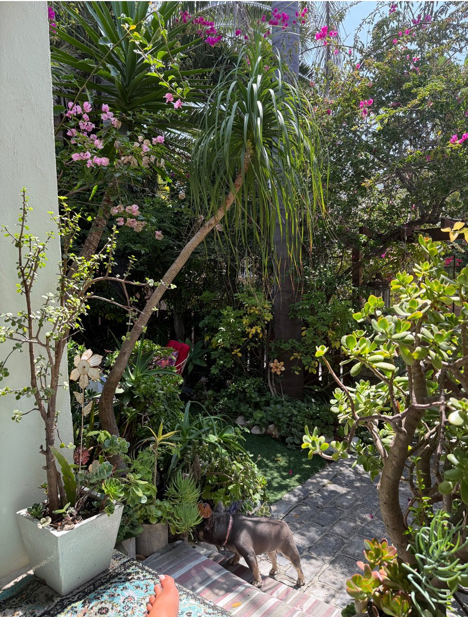 TiffanydreamVIP's tweet image. Hot girl summer🥵#prettygirlsonly #adventurepups #venicebeach🐶🐶🎀🎀🏝️