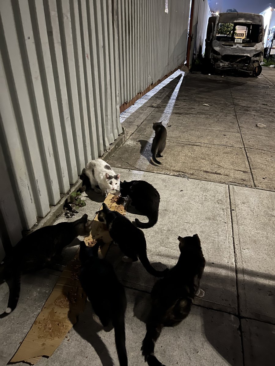Back feeding the gang regularly again 🖤