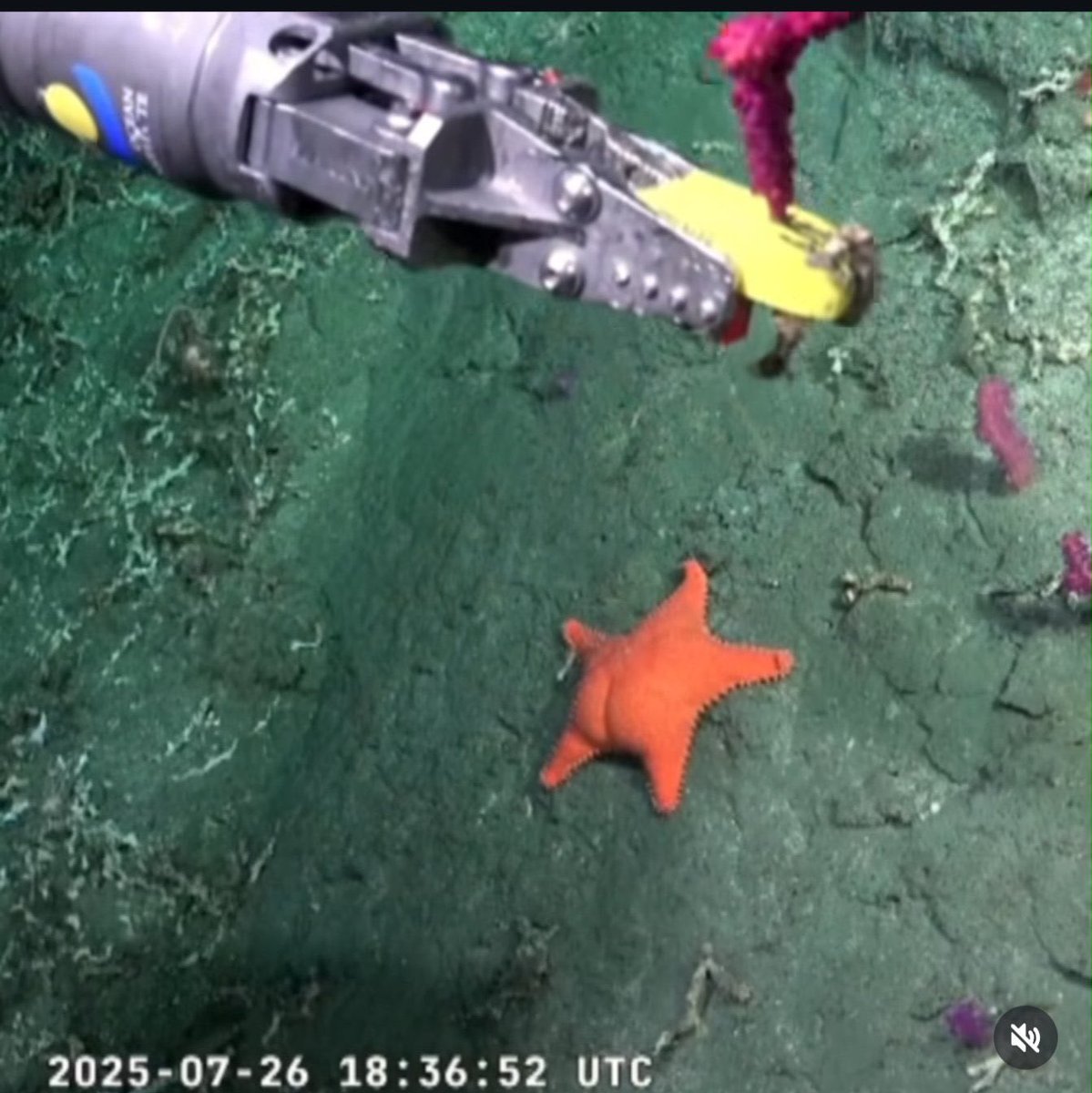 wtfmicaela_'s tweet image. el resto del mundo: tsunami, erupción de volcán, terremoto, muerte y destruccion 
argentina: miren chicos en mardel hay una estrella de mar culona