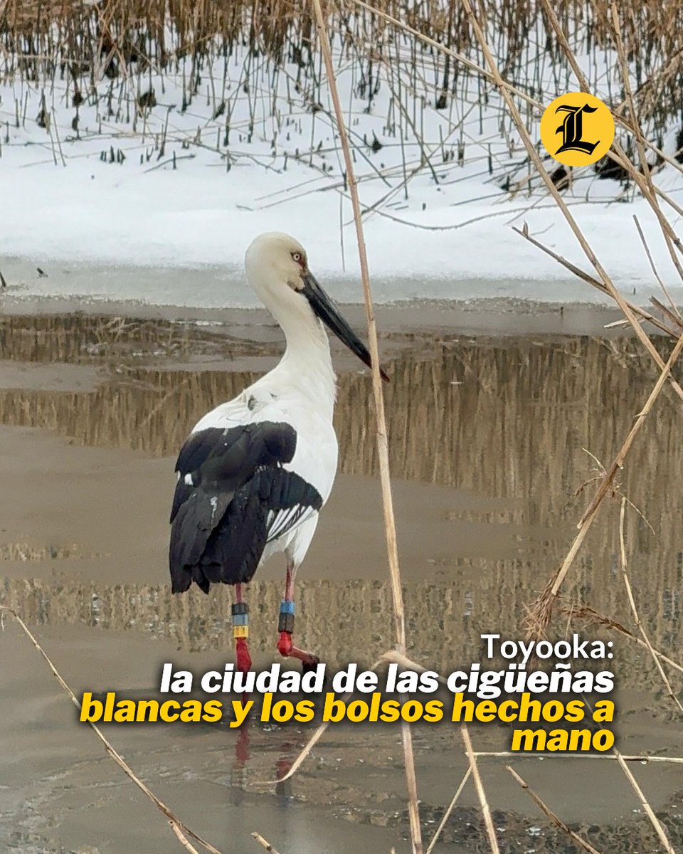 ListinDiario's tweet photo. #VidaLD | Ubicada en el norte de la prefectura de Hyogo, Toyooka es una ciudad que sorprende por su compromiso con la naturaleza, su historia artesanal y la calidez de su gente.

🔗https://t.co/21F6KFILDx

#ListínDiario https://t.co/I4lmUpW8uX