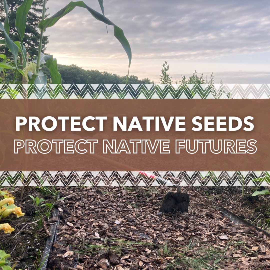 IndianAffairs's tweet image. Pine Creek Farms, operated by the Nottawaseppi Huron Band of the Potawatomi, is a place of hope and healing. Many staff and volunteers are growing healthy food while serving Elders and the broader community. 
#LinkinBio to learn more! #NativeHealth #Community