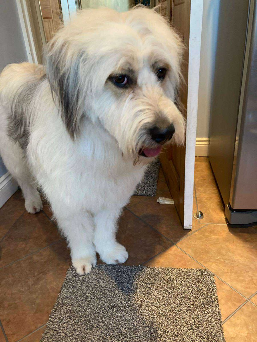 New Home URGENTLY Needed foster or adopt currently in #Brighton 
Sadly, Olive is looking for a new home as she is struggling to share her human’s attention with her doggy housemate. 
amiciidogrescue.org.uk/adopt-a-dog
#Eastbourne #Battle #Rye #Hove #Hastings #Rye #Camber #Uckfield #Sussex