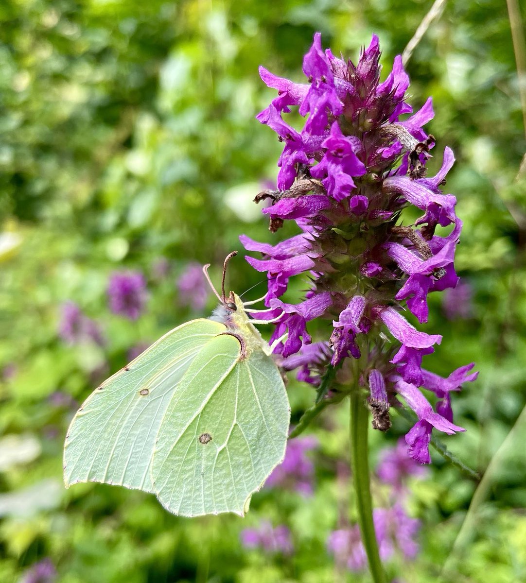 Brimstone nectaring on Betony.