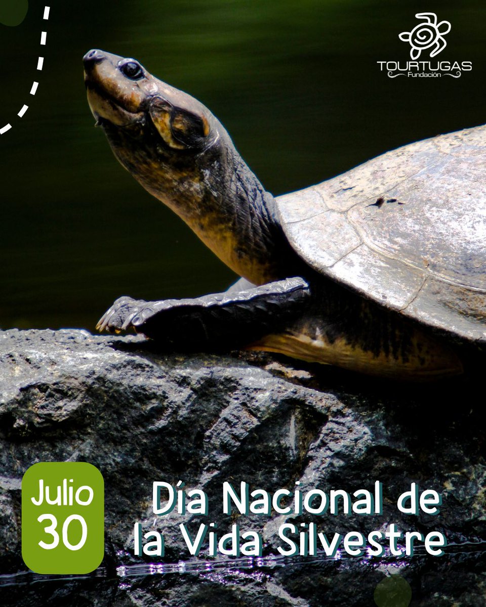 En el #DiaNacionaldelaFaunaSilvestre te contamos que las #tortugas 🐢 juegan un papel vital en el corazón del bosque tropical, dispersan semillas, y ayudan a controlar el equilibrio de las poblaciones, por esto #LasTortugasNoSonMascotas 
#EducaciónAmbiental