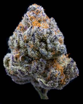 Look at this beauty 

What’s you favourite strain?