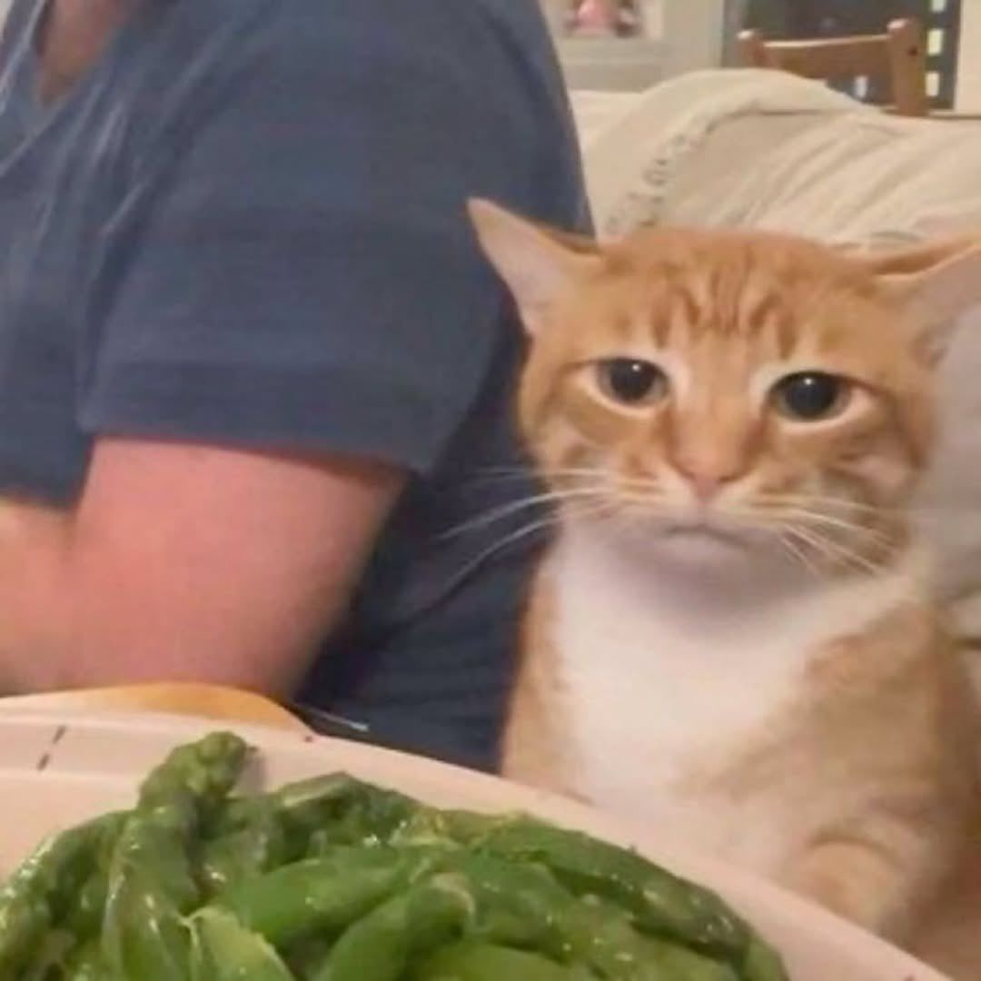 Posts Of Cats (@postsofcats) on Twitter photo 