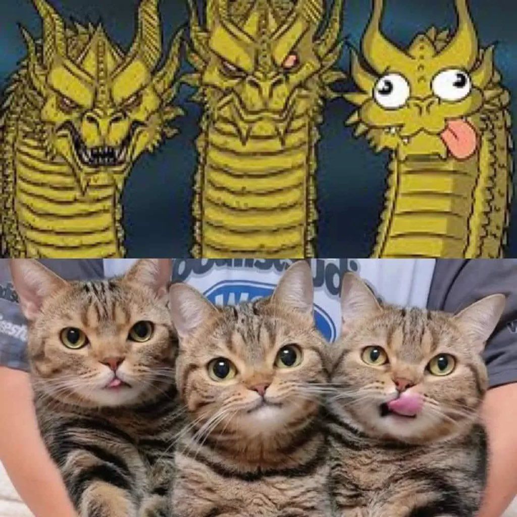 Why you should have a cat (@shouldhavecat) on Twitter photo 