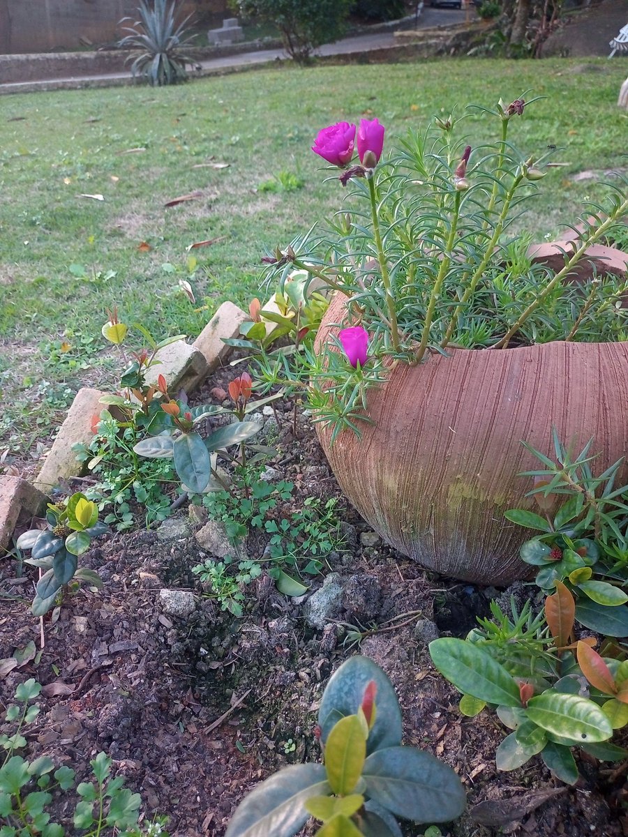 Fun fact: eu moro colado em uma reserva florestal aqui no RJ.
É um espaço bem grande e bem isolado do caos Carioca médio rotineiro, me mudei recente e tenho construído junto com minha família um paraíso em meio a natureza que é algo que eu amo.
Tirei algumas fotos pro cês aí.