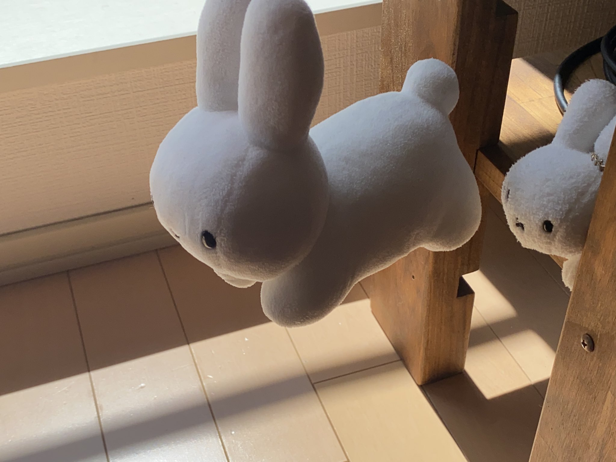 うさぎ 野生のうさぎ on X: 