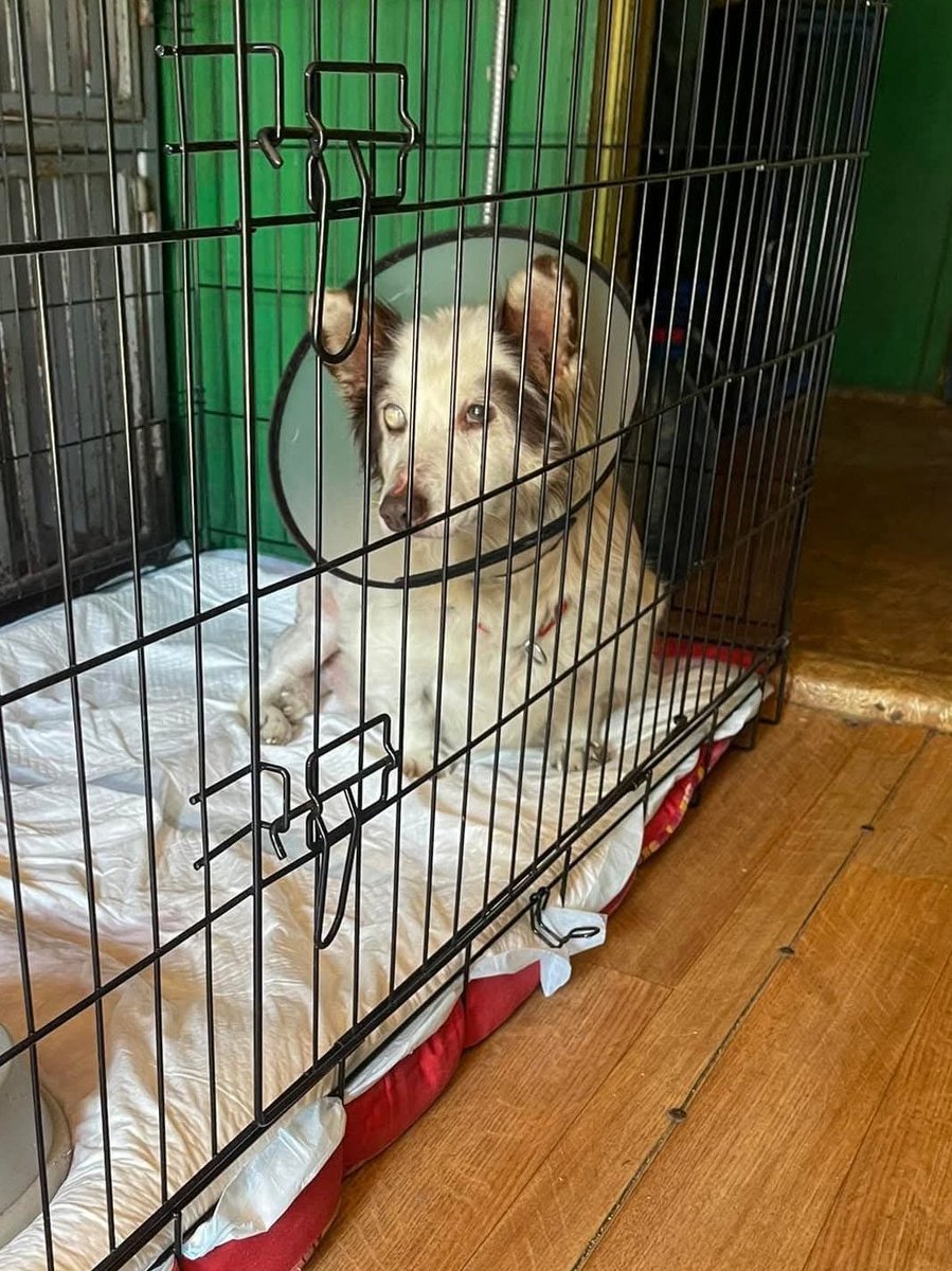 🌱UPDATE📋#588675🐶AXEL
Though our finances are strained he underwent surgery to fix his femur,but sadly his eye with uveitis is beyond saving

We pledged to pay the rest of the clinic costs by Friday $430 is required to cover the debt.Please,kind hearts
🆘paypal.me/vet2pets