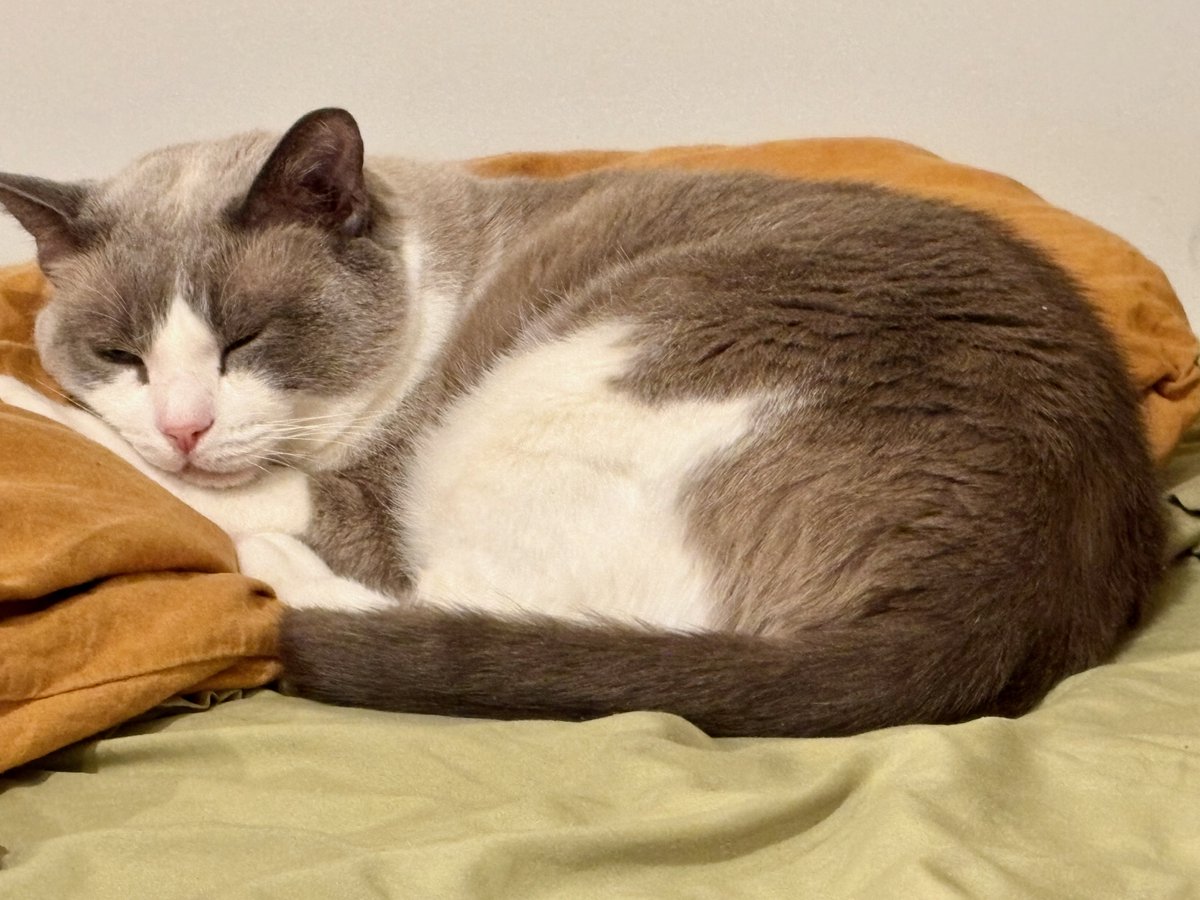 ❤️AdoptionUpdate!❤️Bibi was adopted by a volunteer. A terrified &amp; aggressive stray when he arrived, he didn't hesitate to bite &amp; attack. It took awhile but now that he feels safe, he's still shy, but loves being brushed &amp; petted and is even sleeping sometimes on Mom's bed!