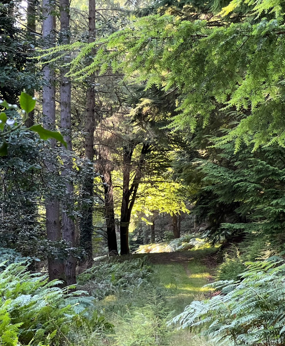 The soft magic of the woods.
#Exmoor