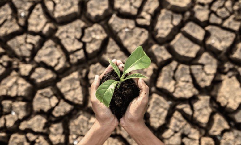 🔴Impactos directos del cambio climático en los sistemas de producción agrícola
Estos eventos no solo amenazan la capacidad de producir alimentos de manera sostenida, sino que ya están provocando un encarecimiento acelerado de productos básicos.
la-republica.mx/?p=6212