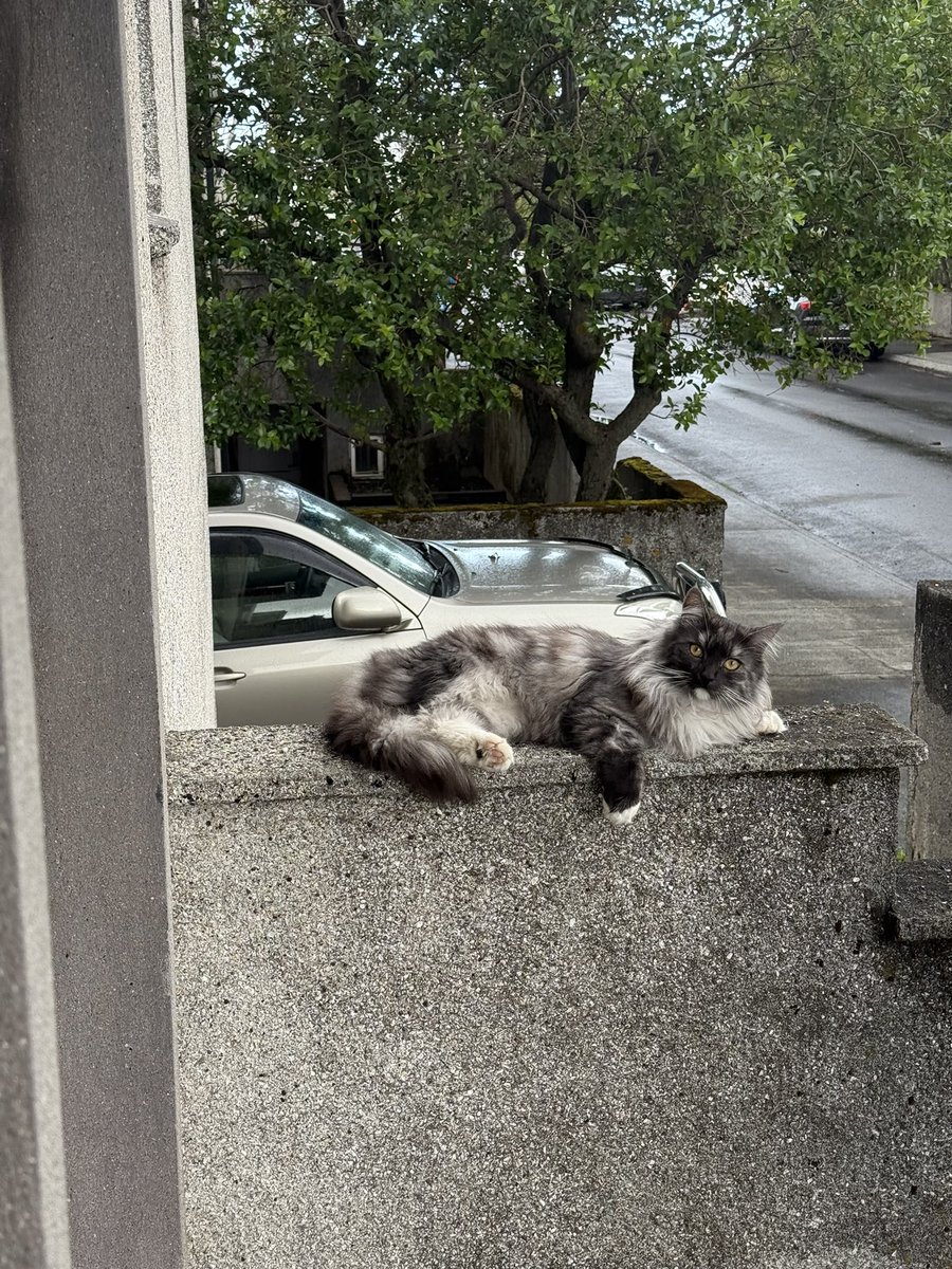 CS_Synthesist's tweet image. Cats of Iceland