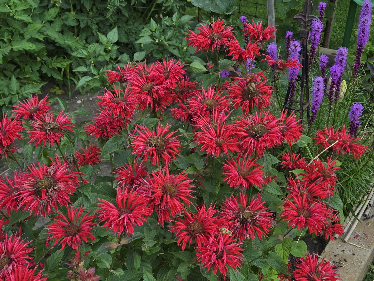 The bees are loving the Bee Balm