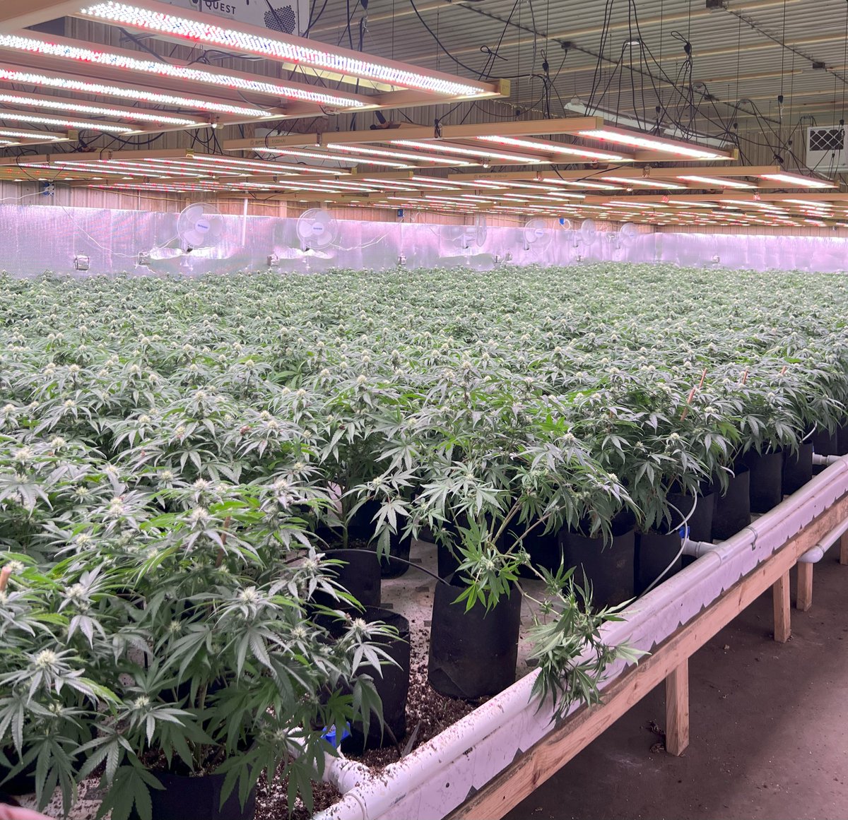 mspwestmi's tweet image. Detectives with the Michigan State Police (MSP) Marijuana &amp;amp; Tobacco Investigation Section (MTIS) executed a search warrant today at a former manufacturing facility in Baldwin, Webber Twp., Lake County on an illicit marijuana grow operation. 

The search resulted in the seizure of…