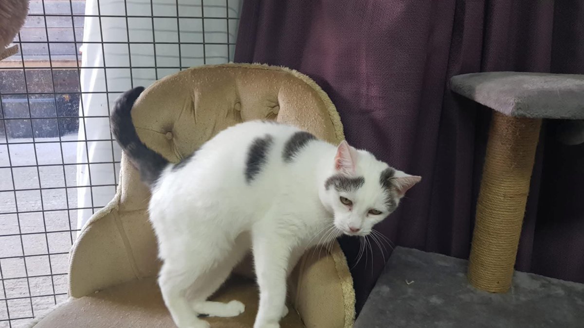 🧡 Meet Smudge! 🧡

Say hello to our lovely 11-year-old feline friend, Smudge! She’s a sweet, gentle soul looking for her forever home. Smudge enjoys cuddles and cozy spots to nap in, she’s great with older children &amp; prefers a home without other cats or dogs 💜🐾
#AdoptDontShop