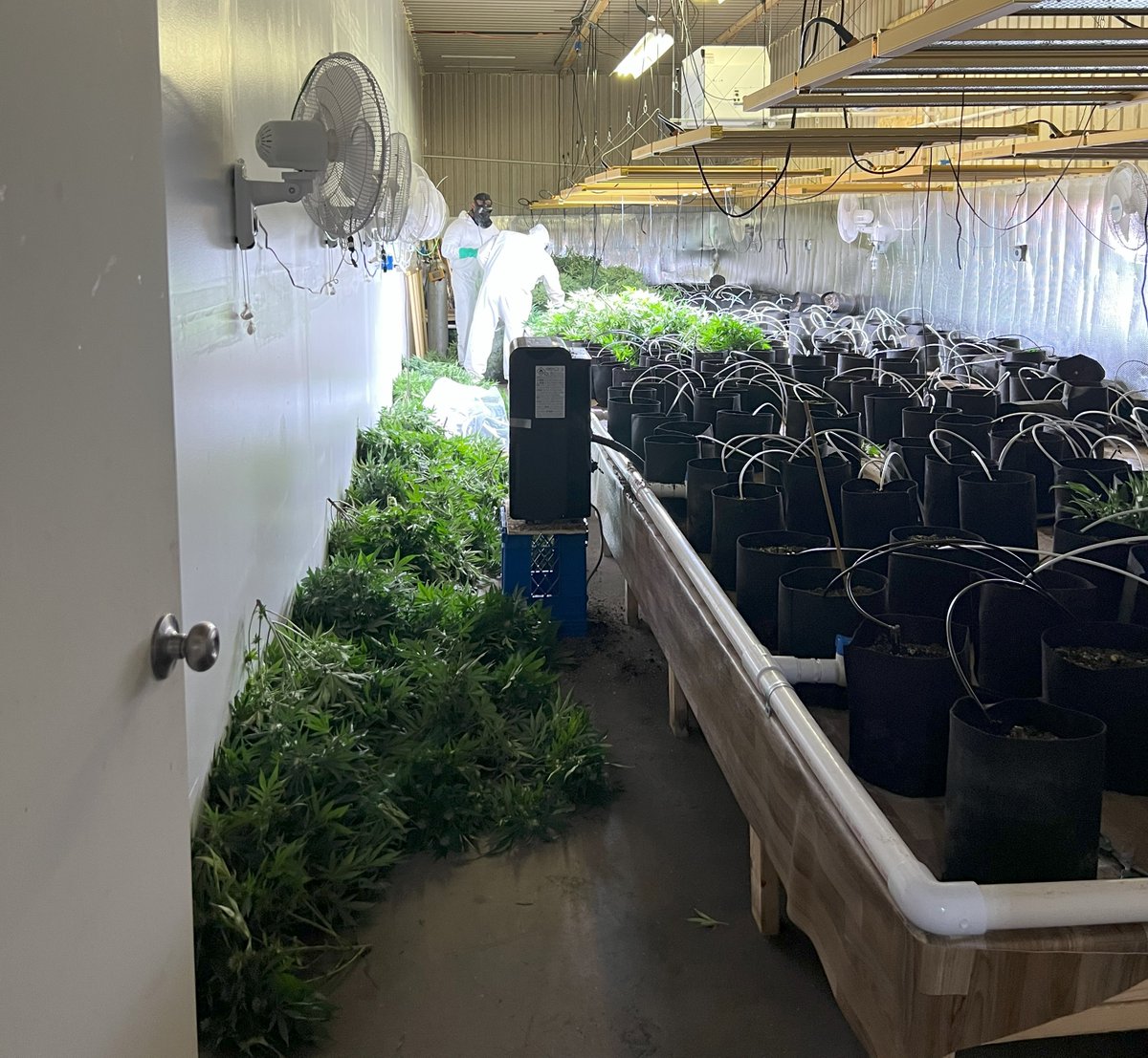 mspwestmi's tweet image. Detectives with the Michigan State Police (MSP) Marijuana &amp;amp; Tobacco Investigation Section (MTIS) executed a search warrant today at a former manufacturing facility in Baldwin, Webber Twp., Lake County on an illicit marijuana grow operation. 

The search resulted in the seizure of…