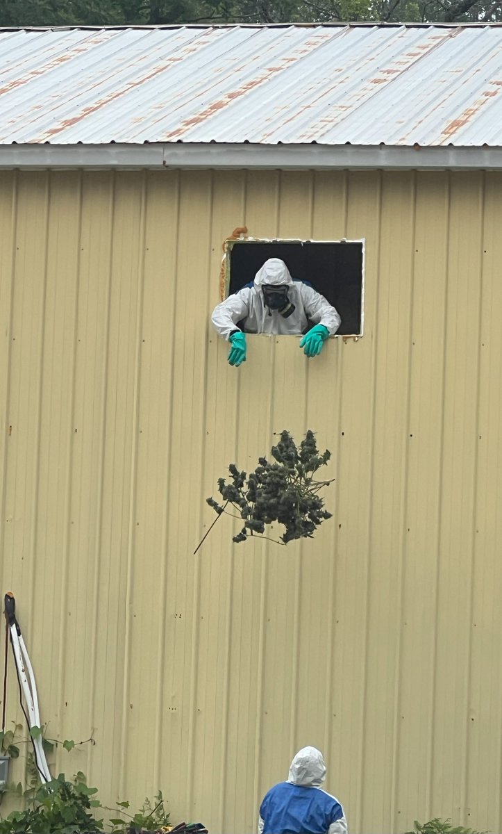 mspwestmi's tweet image. Detectives with the Michigan State Police (MSP) Marijuana &amp;amp; Tobacco Investigation Section (MTIS) executed a search warrant today at a former manufacturing facility in Baldwin, Webber Twp., Lake County on an illicit marijuana grow operation. 

The search resulted in the seizure of…