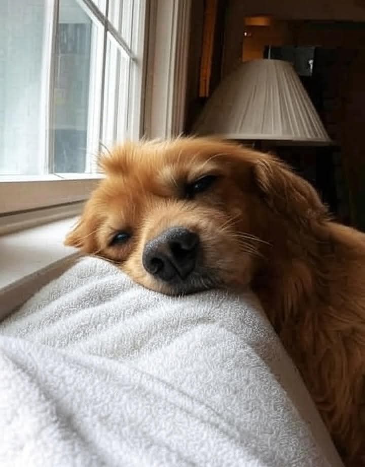 MariaRo85819362's tweet photo. 💔 “Non arrabbiarti con me se mi vedi troppo felice quando torni a casa… è il momento più bello della mia giornata.
Io non vivo quanto te… ho solo 10 o 15 anni da passare al tuo fianco.
Tu hai lavoro, amici, mille impegni… io ho solo te.
Quando sarò vecchio e non riuscirò ⬇️ https://t.co/udBO9P3r1L