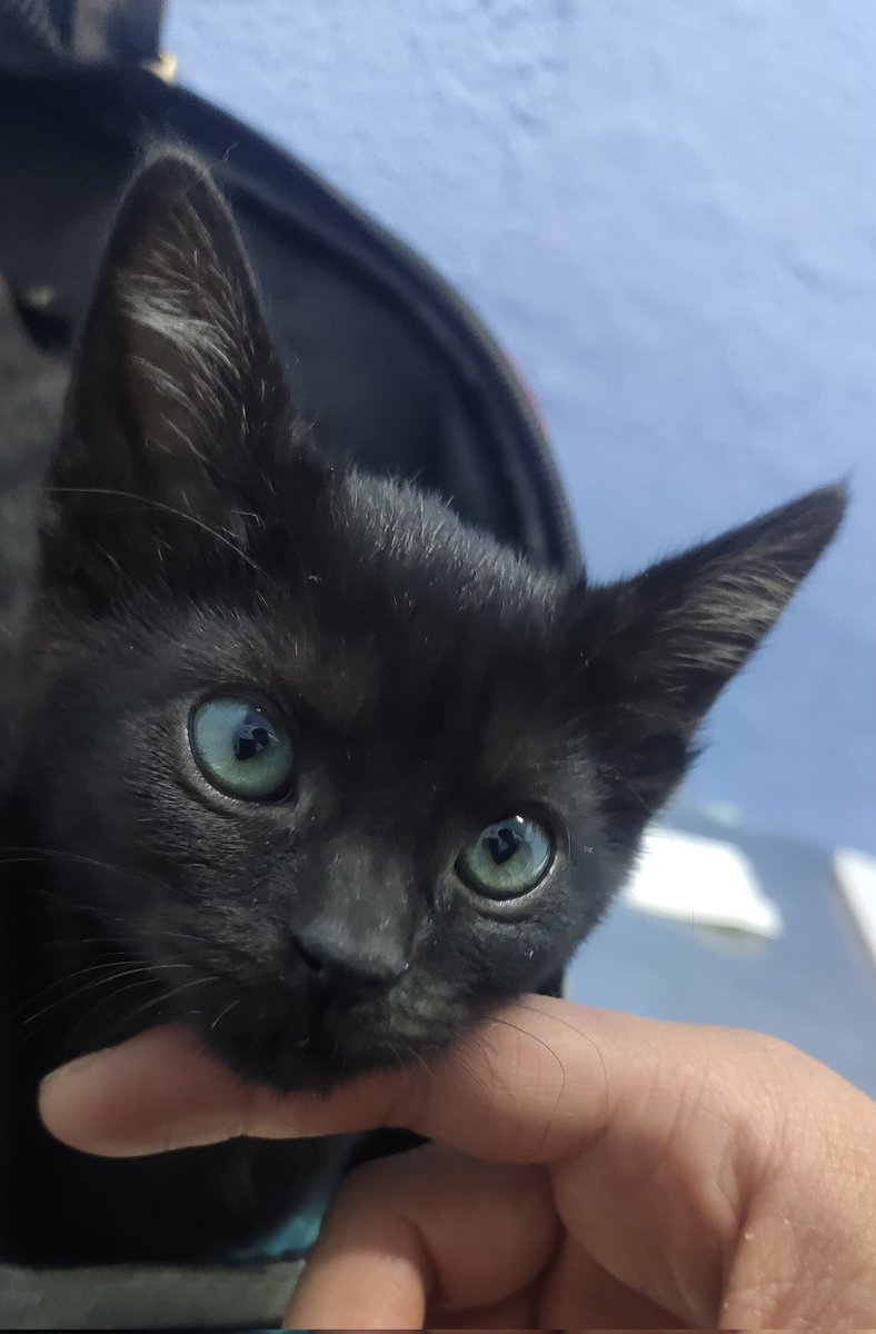 Las rifas son para salir de apuros y hoy se quedó en observación una de las bebés del MichiDIF, nos ayudan comprando un boleto??