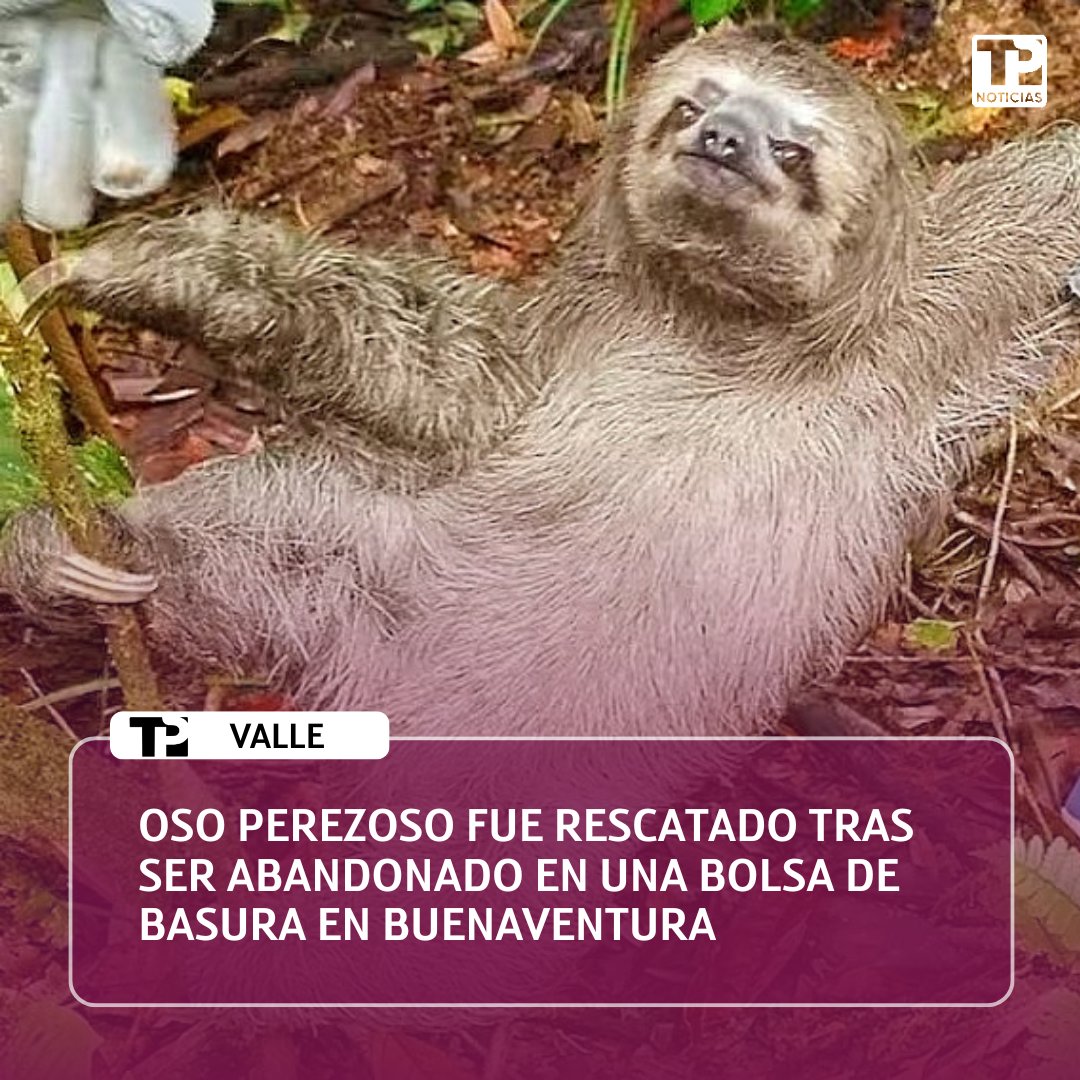 #Valle | Un oso perezoso fue hallado con vida dentro de una bolsa de basura en zona rural de Buenaventura. La oportuna acción de la comunidad evitó su muerte. Las autoridades buscan a los responsables de este acto de crueldad animal.