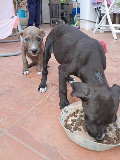 enpa.org/carini-due-cuc… - I due cuccioli sono stati soccorsi dai volontari dell’ENPA di Carini. Oggi, dopo le prime cure, stanno bene e cercano una casa dove poter crescere sani e amati.