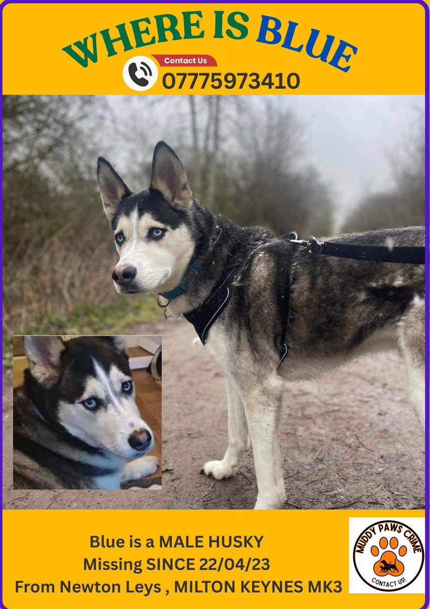 Muddy_paws_crime (@muddypawscrime) on Twitter photo Somebody must have information about Blue
Such a distinctive boy so please have a think have you or anyone you know been offered, bought or adopted a dog like Blue since 22/04/23 We ask you to speak to us IN CONFIDENCE <a href="/MissingPetsGB/">Missing Pets GB</a> <a href="/HunnyJax/">Stolen Missing Longtimelost 🐾Where Are They All</a> Somebody must have information about Blue
Such a distinctive boy so please have a think have you or anyone you know been offered, bought or adopted a dog like Blue since 22/04/23 We ask you to speak to us IN CONFIDENCE <a href="/MissingPetsGB/">Missing Pets GB</a> <a href="/HunnyJax/">Stolen Missing Longtimelost 🐾Where Are They All</a>
