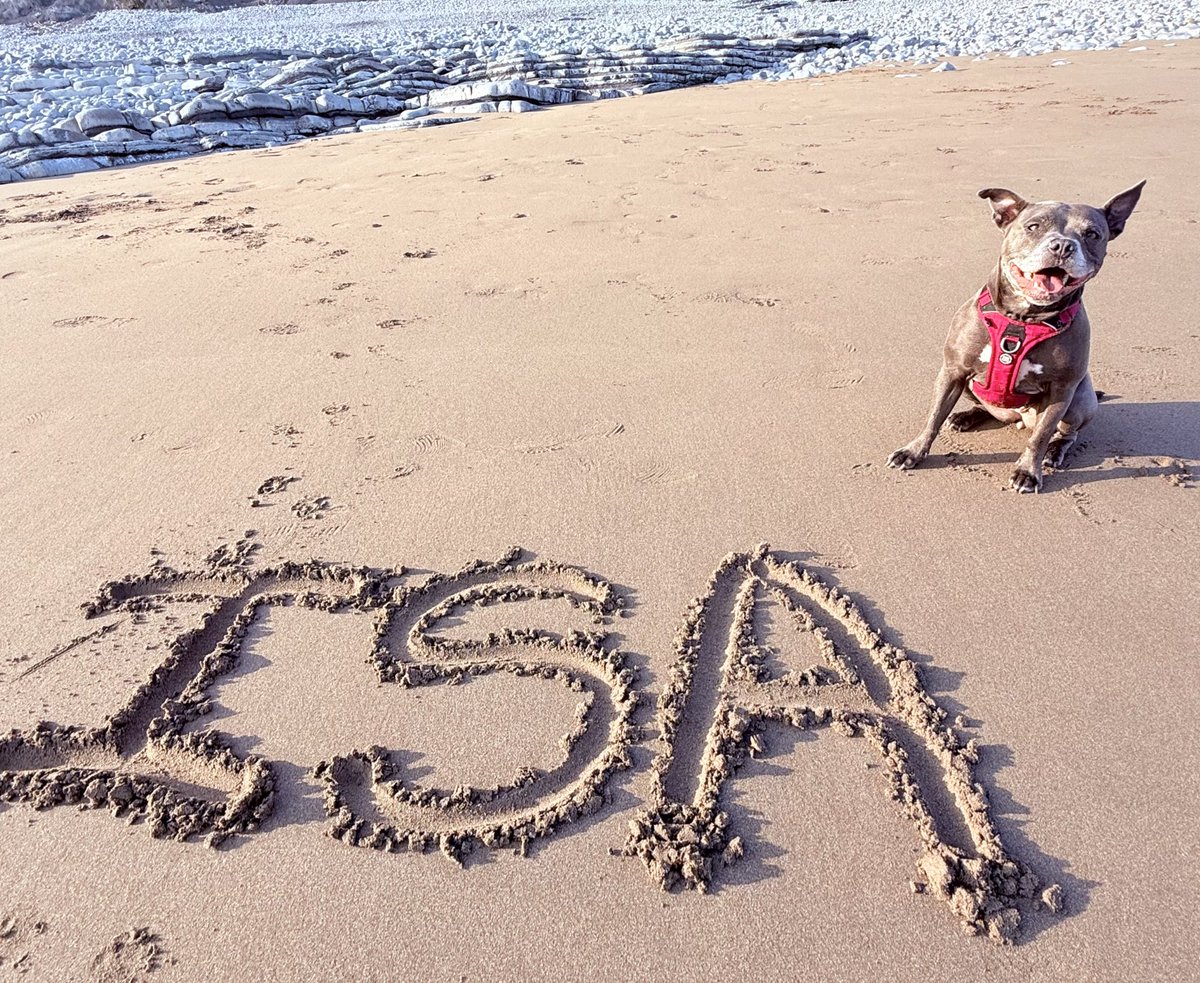 I have decided that this is MY BEACH! You are all very welcome to visit 🤩🩷🩷 #IsaMary #CuteDogs #HappyPlace