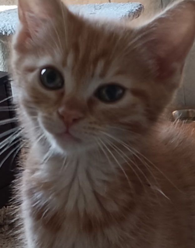 <a href="/AJamesMcCarthy/">Andrew McCarthy</a> My kitten "Pizza Cat" aspires to such crotchetiness one day.