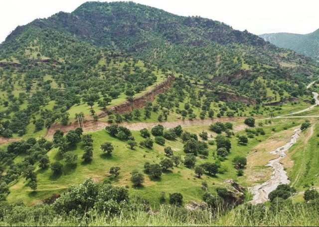 اشک از دیدگانم جاری ساختند،
دل و جانم را به آتش کشیدند،
و رؤیاها و آرزوهایم را به یغما بردند.
اما ما دوباره قد برافراشتیم،
در میان خون خود، زندگانی تازه‌ای ساختیم،
و از عشق در بذر زندگی دمیدیم.

ترجمه شعر ترانه‌ای از باکوور کوردستان
هوزان دینو ـ اوی یاره
#کوردستان #زاگرس