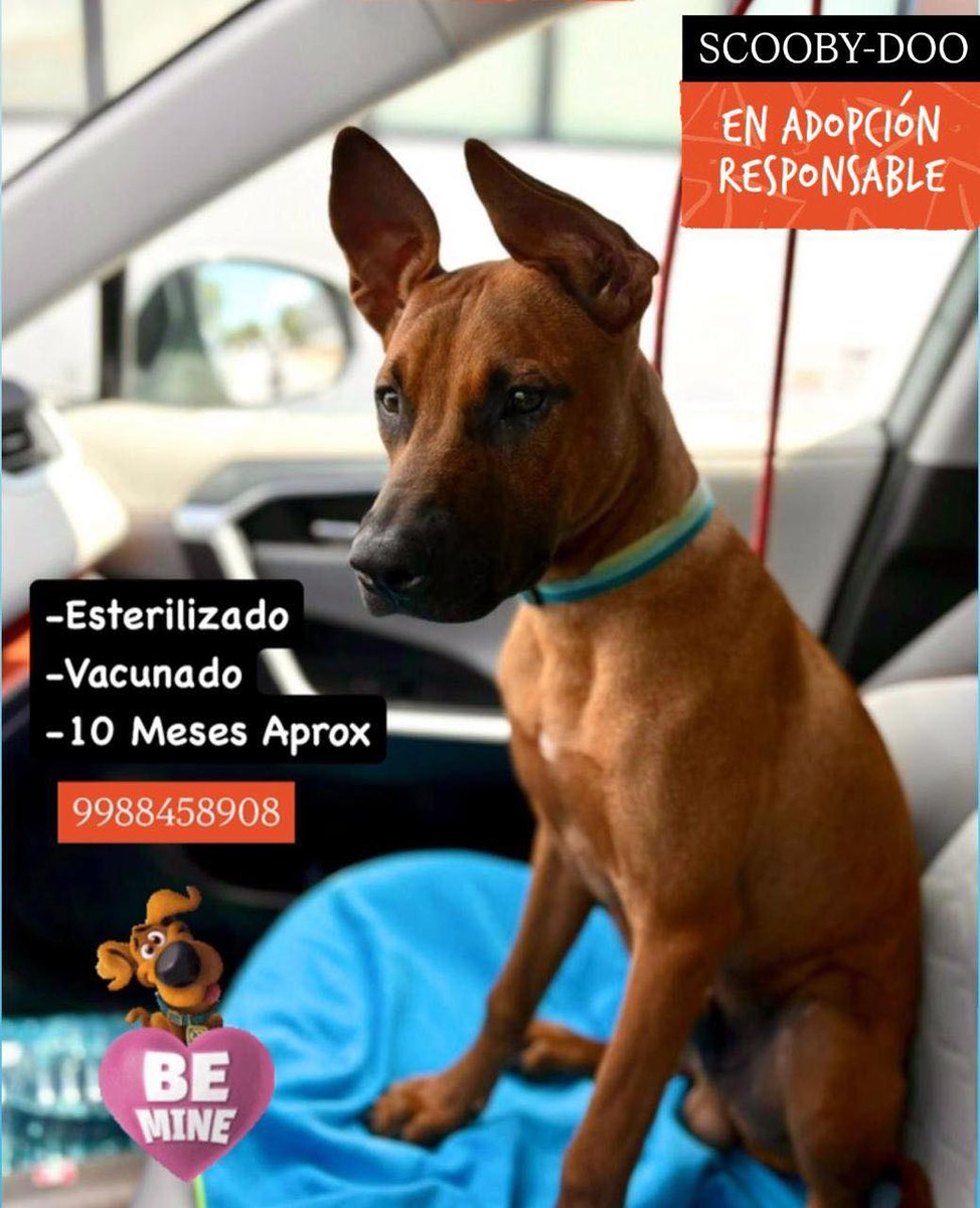 RT RT Conoce a SCOOBY que busca su hogar para siempre! 💖 #SCOOBY
Es un torbellino de amor y energía: le fascina correr al aire libre, jugar sin parar con sus juguetes 🧸, y derretirse con caricias en la pancita. ¡Será tu compañero ideal en cada aventura! WhatsApp al 9985774057