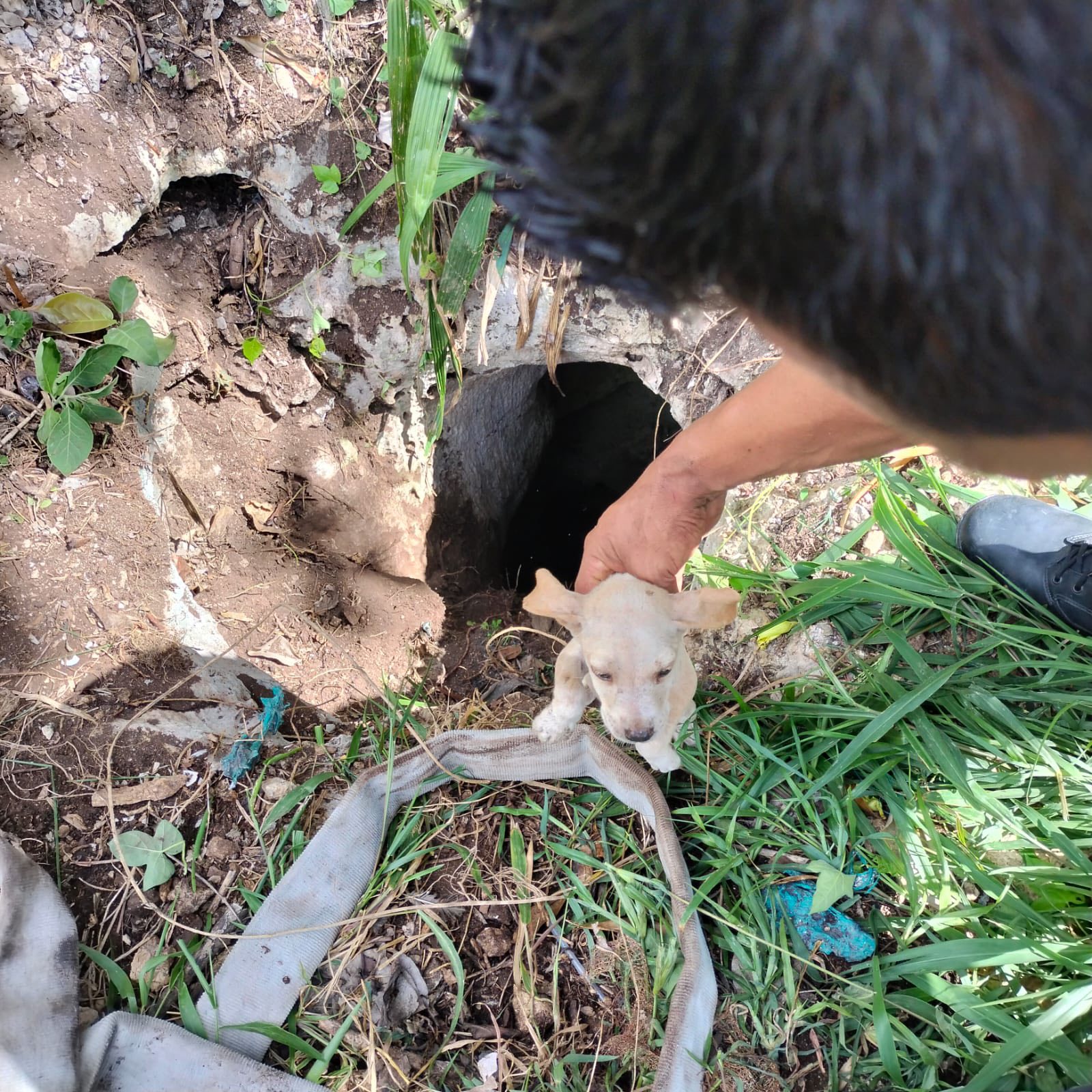 perrito cae en cenote de Rancho Viejo