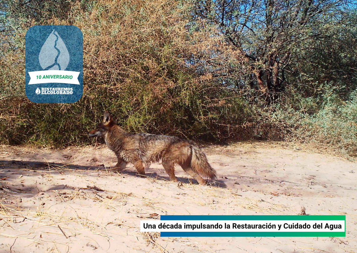 Restauremos El Colorado tweet media