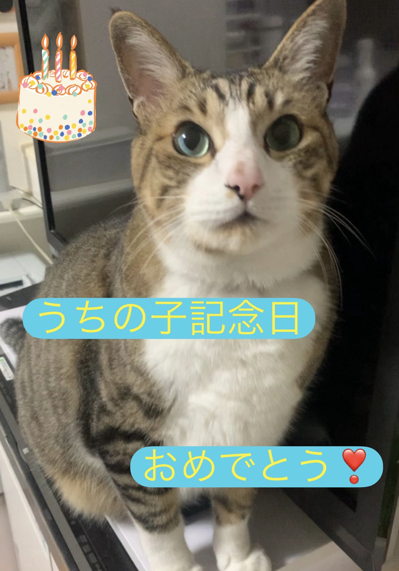 ネコワナンビキオッテモコマランと思う。ページ 大きな写真のキャラつよすぎそとねこ間違い探し』 が4月24日に