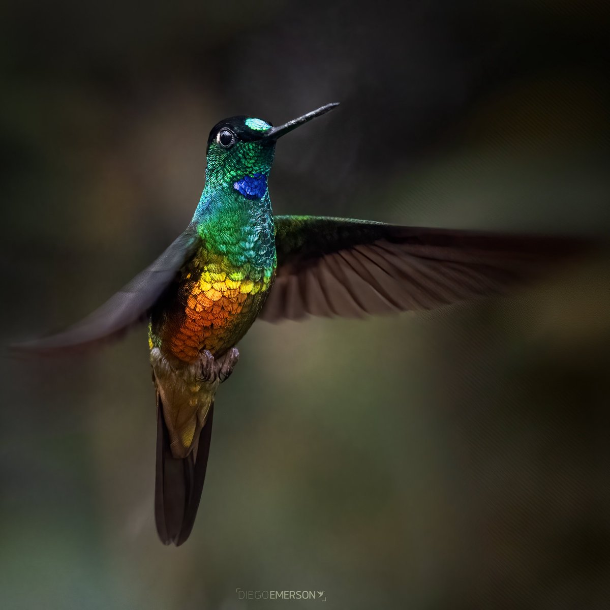 Colombia es tan maravillosa en aves que en un viaje Bogotá-La Mesa Cund. de no más de hora y media se pueden ver más de 20 especies de colibríes de los 165 que tenemos. Ese pequeño trayecto tiene más especies de colibríes que varios países de América. #miercolesdeemplumados