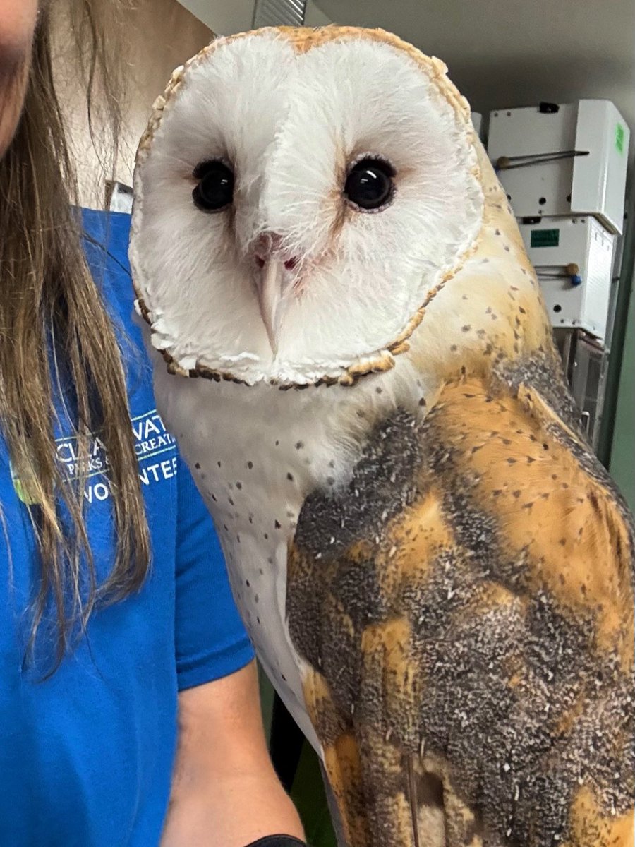 EagleJennG's tweet image. Worked with rescue barn owl, Jose today. #birdsofprey #birdsofinstagram #bird #owl #wing #feather #owlsofinstagram #raptor #birds #barnowl #rescue #owlstagram #birdsofflorida #tampabirds