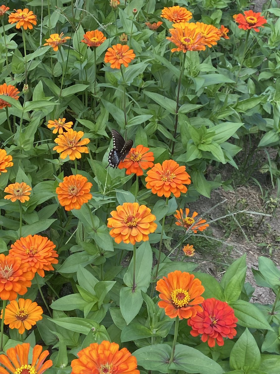 Oh to be a little butterfly in wildflower meadow 🦋🌼